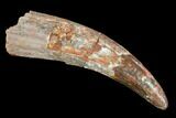 Pterosaur (Siroccopteryx) Tooth - Morocco #107956-1